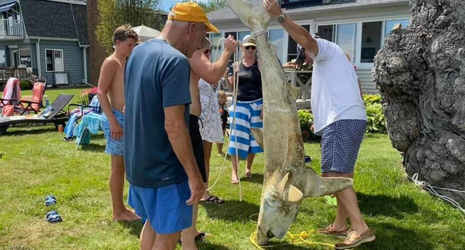 The family surrounding the shark with its nose propped on the ground. 