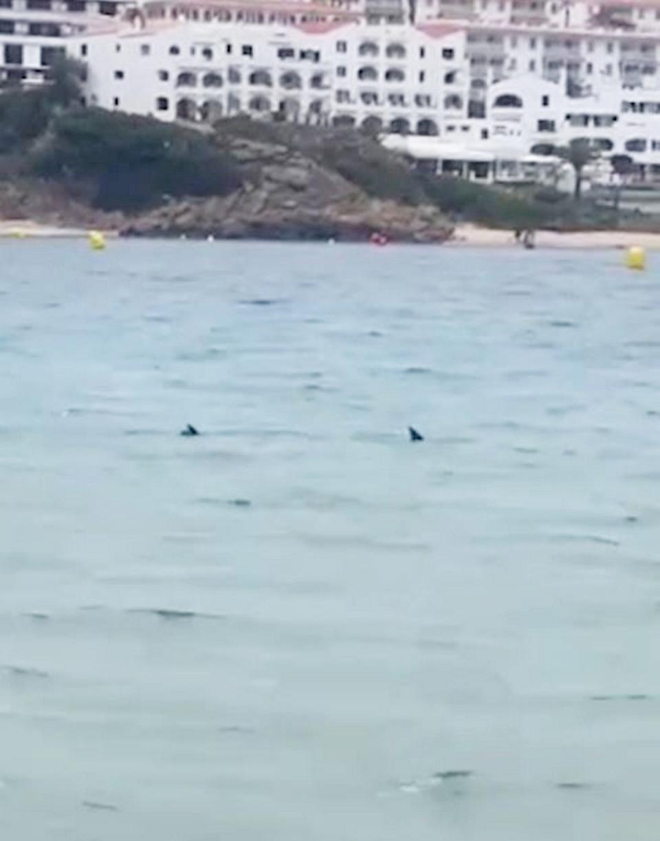 Children were evacuated from the sea, but others were allowed to come close enough to video the shark (Jessica Kenny / SWNS)