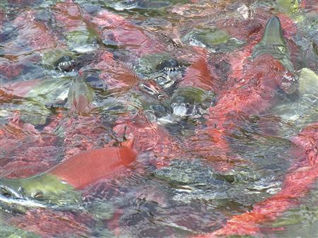 Sockeye salmon are seen in Bristol Bay, Alaska in an undated handout picture provided by the Environmental Protection Agency (EPA). REUTERS/Environmental Protection Agency/Handout