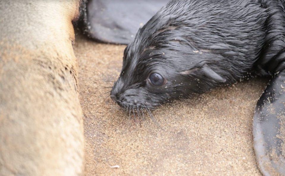 There's also been hundred of reported deaths of juvenile and adult seals in Namibia. Source: Dr Tess Gridley