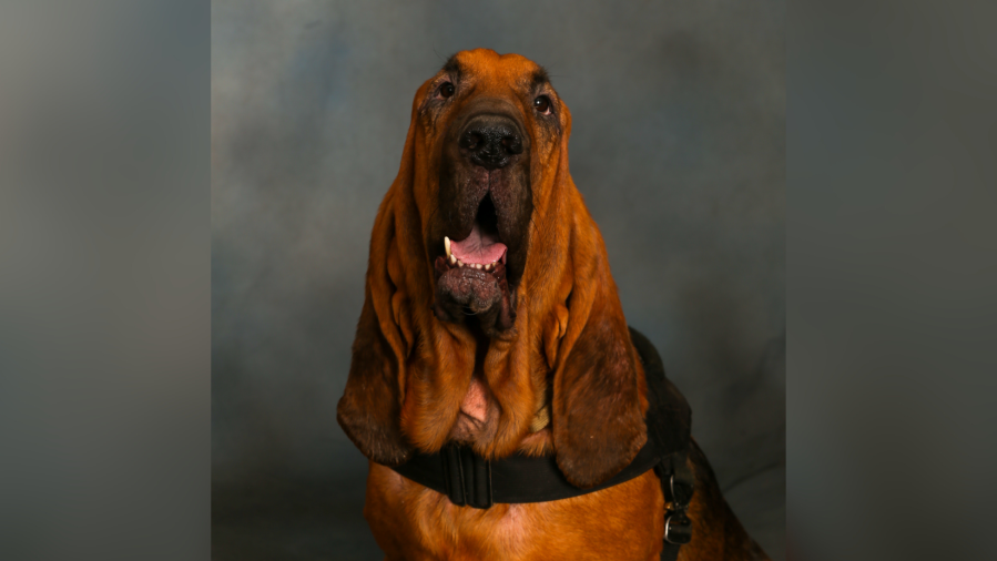 Photo: An undated photo of Salt Lake City Police K9 Bruce (Salt Lake City Police photo).