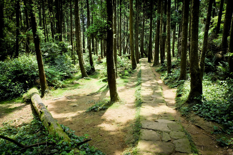 頂山石梯嶺步道最吸引人的就是柳杉林路段，少有人煙與倒木共組靜謐氛圍。圖：謝佳真／攝