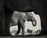 Finalist, Black and White: “Natural Frame” by Morkel Erasmus (South Africa)