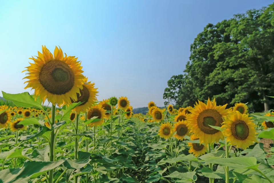 The Biltmore in Asheville, North Carolina has a field of sunflowers in bloom