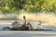 Young male lions relax on a sealed road at the Pafuri game reserve in Kruger National Park, South Africa.