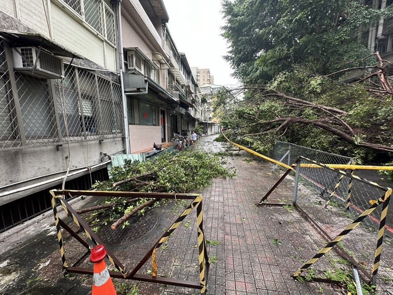 台北市28日受鋒面影響下起大雨，國立台北科技大學校園發生一棵高約20公尺的樹木傾倒事件，案發時險壓到一名女學生。（翻攝照片／中央社）