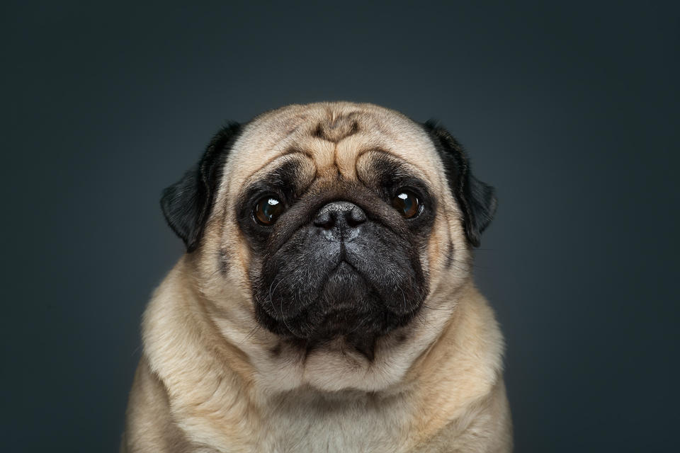 Dog personality portraits