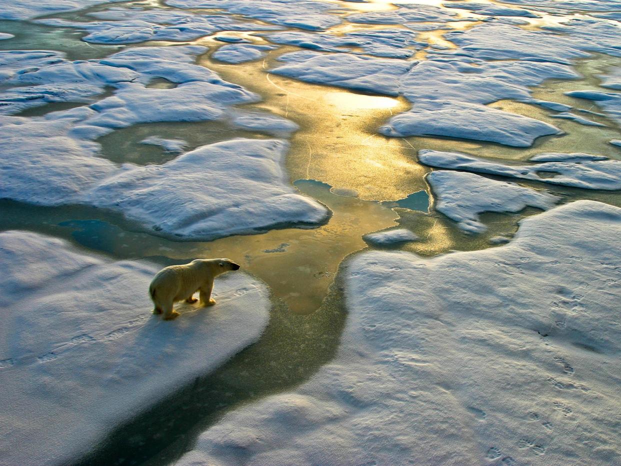 Arctic ecosystems are fragile and are therefore particularly vulnerable to persistent organic pollutants: Getty Images