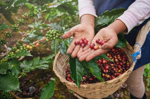 <span class="caption">New insight from the genetic mapping of Arabica coffee plants could help breeders develop climate-resilient varieties of coffee. </span> <span class="attribution"><a class="link " href="https://www.shutterstock.com/image-photo/coffee-picker-show-red-cherries-on-1707181633" rel="nofollow noopener" target="_blank" data-ylk="slk:PixieMe/Shutterstock;elm:context_link;itc:0;sec:content-canvas">PixieMe/Shutterstock</a></span>