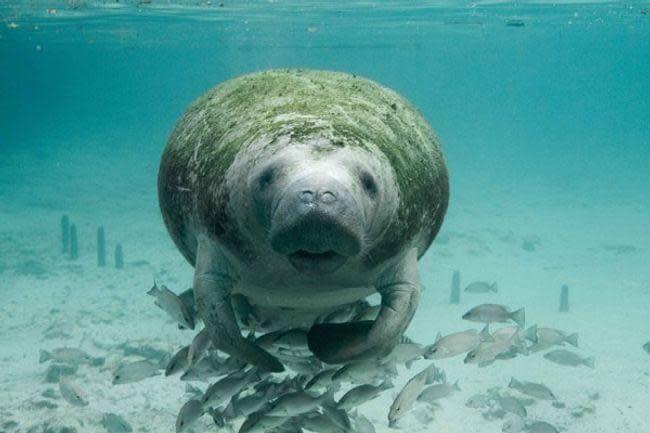 State wildlife officials are taking additional steps to try to prevent manatee deaths.