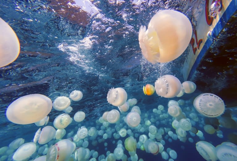 Cannonball jellyfish (Stomolophus meleagris) are pictured off the coast of Chuao, Aragua State, Venezuela, on April 5, 2024 (Juan BARRETO)