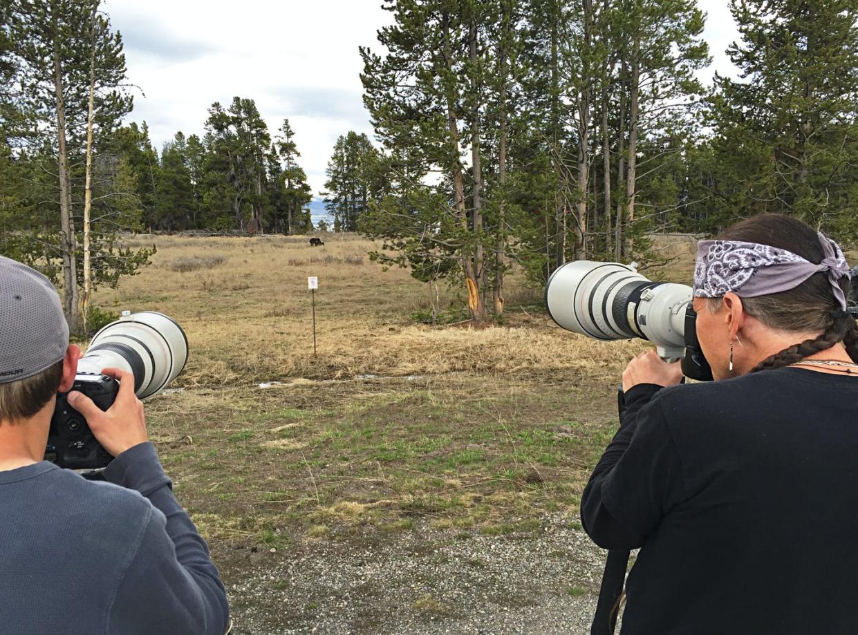 <span class="caption">Photographing a bear in Yellowstone National Park at a distance the National Park Service calls safe – at least 100 yards from a predator.</span> <span class="attribution"><a class="link " href="https://flic.kr/p/D9s93c" rel="nofollow noopener" target="_blank" data-ylk="slk:Jim Peaco, NPS/Flickr;elm:context_link;itc:0;sec:content-canvas">Jim Peaco, NPS/Flickr</a></span>