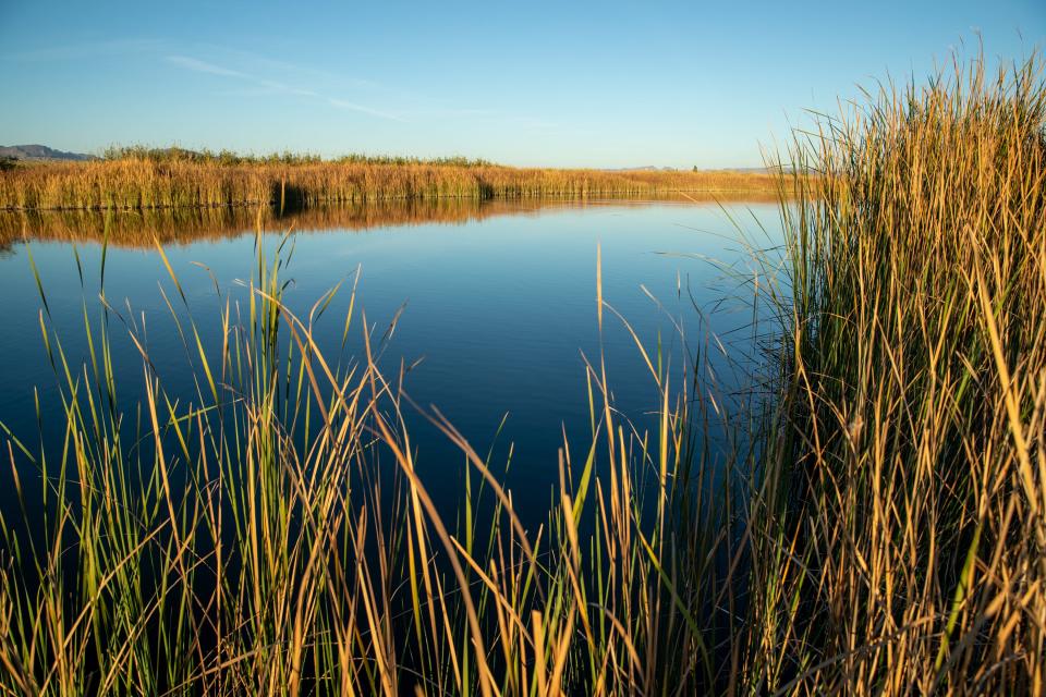 A view of the Colorado River as it flows through the Colorado River Indian Tribes' Ahakhav Tribal Preserve in Parker on Nov. 13, 2021.