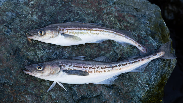 Alaska pollock fish 