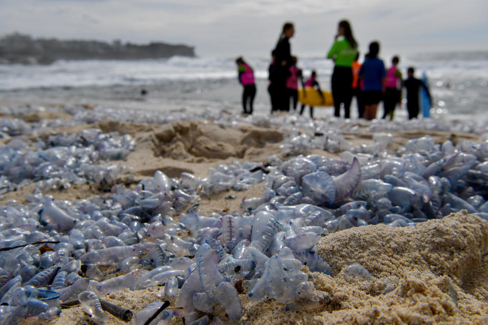 Bluebottle jellyfish are seen washed ashore following wild weather in Sydney, in October 2022. 