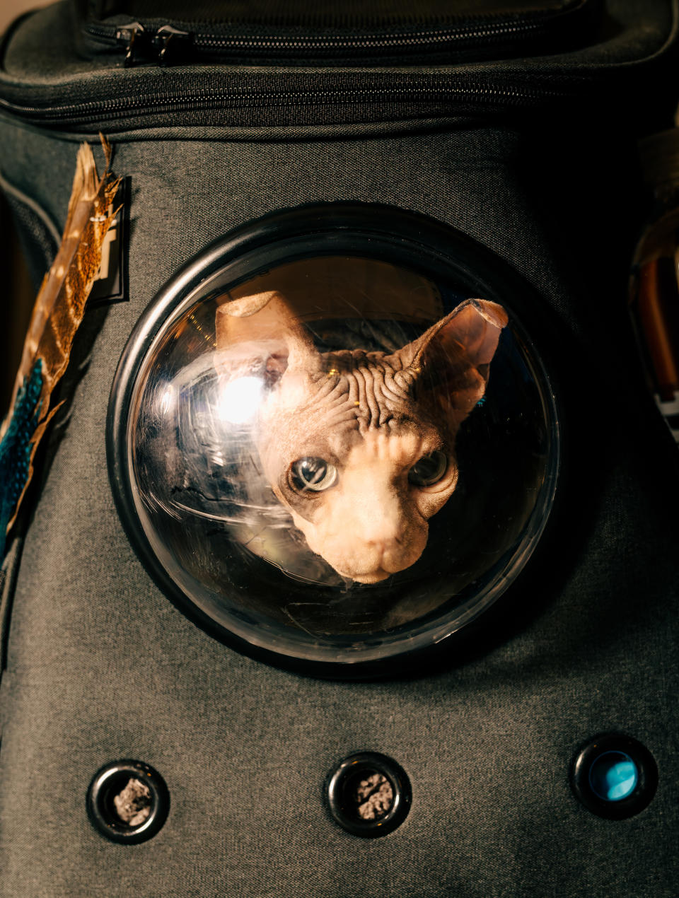 Un gato llamado Bowie dentro de una transportadora se prepara para despegar en el Aeropuerto Teterboro en Moonachie, Nueva Jersey, el 28 de abril de 2023. (Clark Hodgin/The New York Times)
