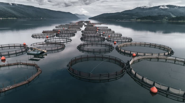 sustainable fish farm