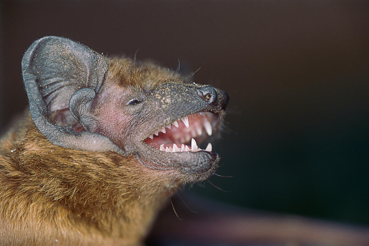 Head shot of Pipistrelle bat (Pipistrellus sp.) with broken right wing, St Tiggywinkles, Aylesbury, UK