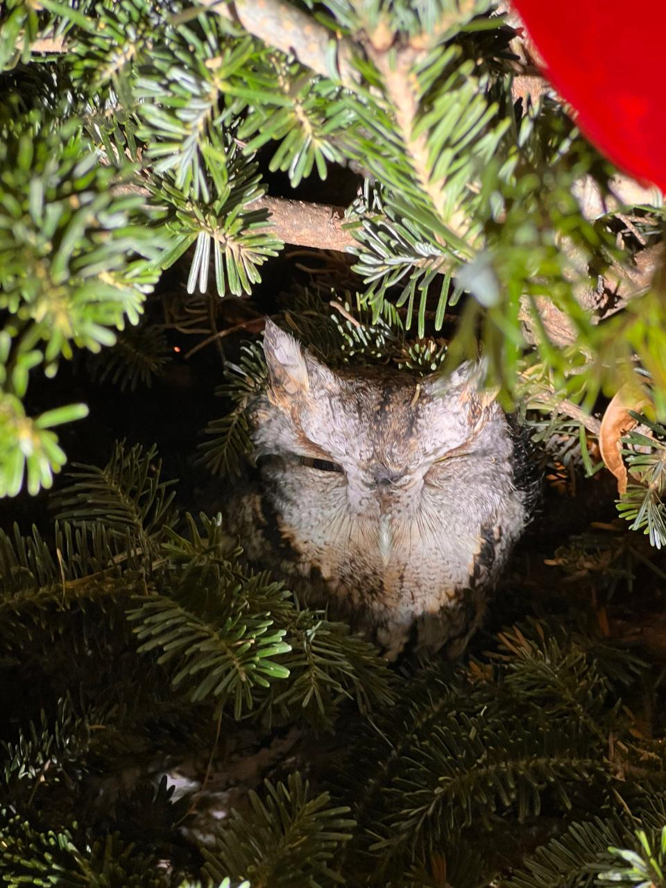 Pictures of the owl found in Christmas tree.