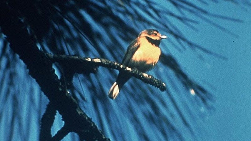 A lone male Bachman’s Warbler, now extinct. 