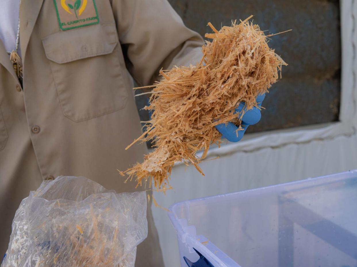 Close-up of a gloved hand holding a clump of straw-like material.