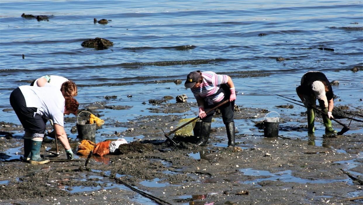 Mariscadoras en la ría de Ferrol (Galicia). <a href="https://www.shutterstock.com/es/image-photo/women-shellfishers-seafood-seekers-collecting-ferrol-691462798" rel="nofollow noopener" target="_blank" data-ylk="slk:Munimara/Shutterstock;elm:context_link;itc:0;sec:content-canvas" class="link ">Munimara/Shutterstock</a>