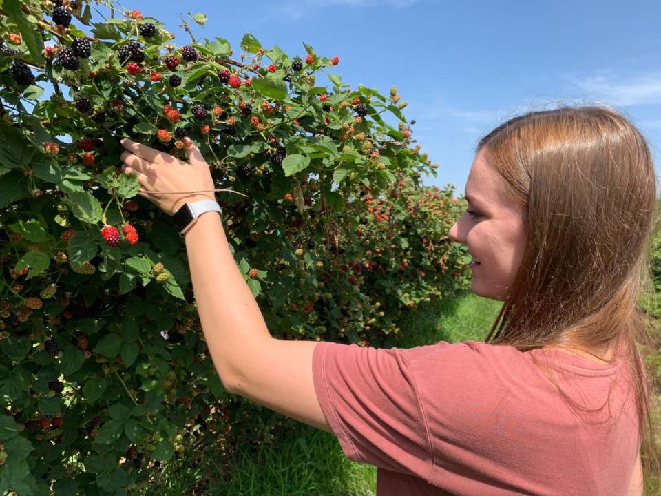 Elderslie Farm is accepting walk-ins (and appointments) for blackberry picking today through Sunday and on Thursday evening.