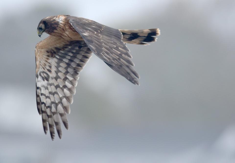 A hawk takes a beating from a wind driven rain flying low over the dunes at Kalmus Beach in Hyannis on Nov. 12, 2022, keeping a keen eye out for breakfast.