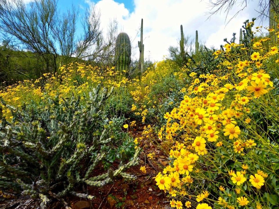 In 2017, brittlebush added bursts of color to the Black Canyon Trail north of Phoenix, and should do likewise this April.