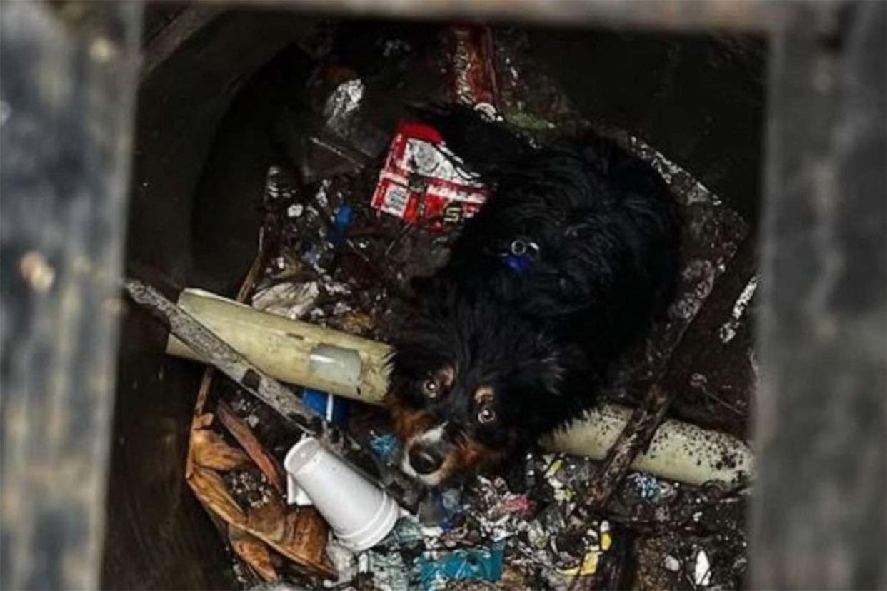 Dog swept away in California floods rescued from storm drain thanks to Apple AirTag