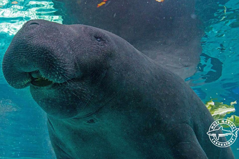 <p>Mote Marine Laboratory & Aquarium</p> Hugh the manatee.