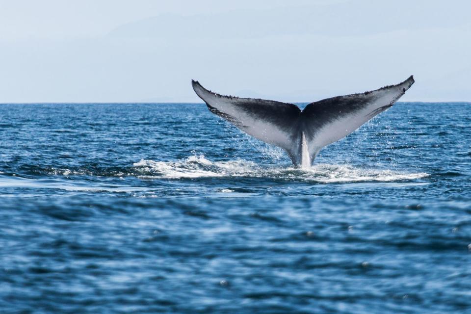 You can hear a blue whale's heartbeat from more than 2 miles away.