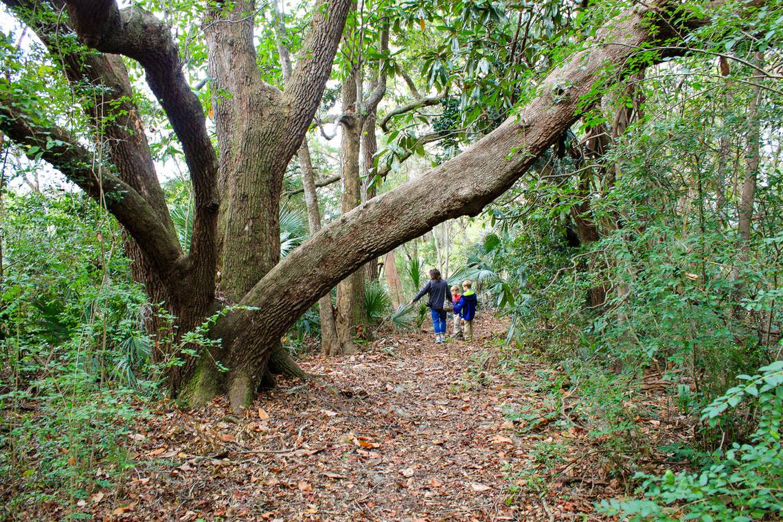 A visiting family enjoys a walk in the woods along the nature trail at the Charles Pinckney National Historic Site in Mount Pleasant. History abounds at the site, and a path through nature takes visitors through groves of stately live oak and across marsh boardwalks. The site is pet-friendly, and so your four-legged friends can join you as you explore the wild.