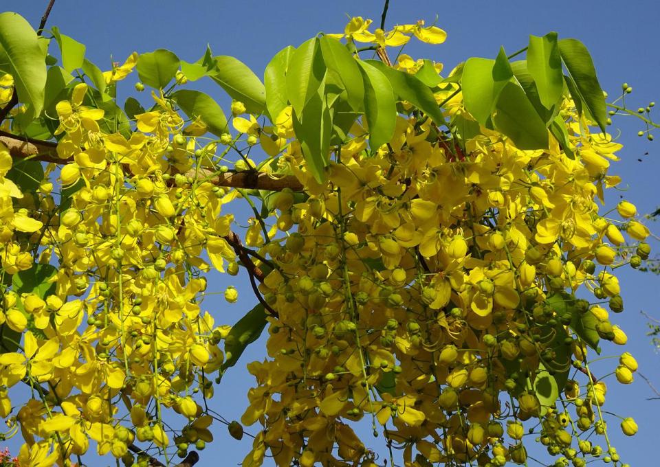 阿勃勒（Photo Credit: sarangib @pixabay.com, License CC0，圖片來源：https://pixabay.com/zh/photos/flower-golden-shower-cassia-fistula-5139983/）