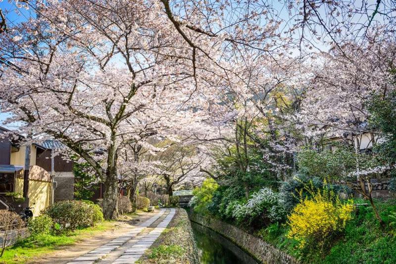 日本大阪5天4夜賞櫻行程円山公園、哲學之道。（圖／翻攝自雄獅官網）