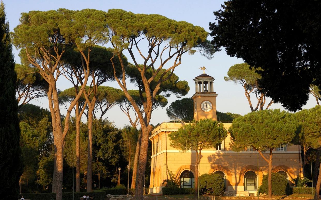 Umbrella pines in Villa Borghese, one of Rome's historic parks