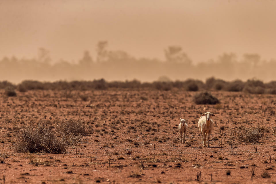 A small lamb and its mother in a bare paddock during a dust storm.