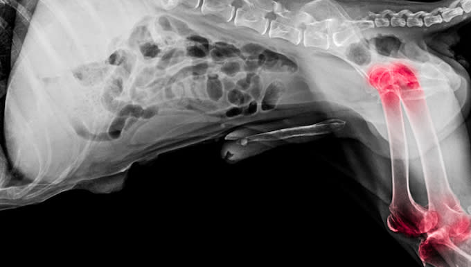 canine hip dysplasia