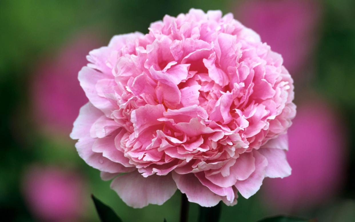 Best plants for summer-time - including the paeonia lactiflora - GAP Photos