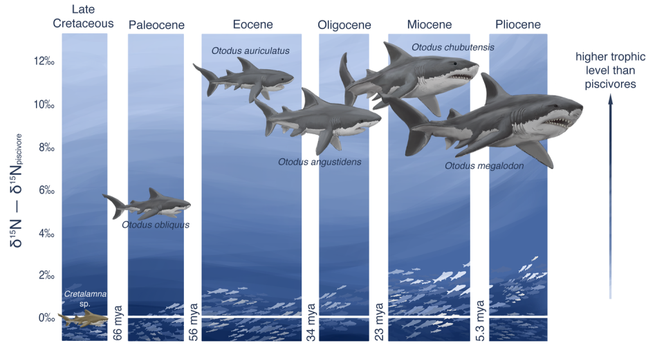 When megalodon and its megatooth ancestors lived, and their position in the food web as apex predators compared with sharks that primarily eat fish. Christina Spence Morgan