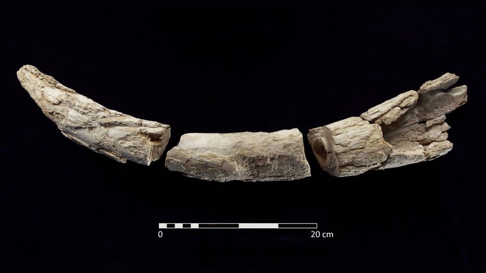 An elephant's tusk found in the grave indicated the woman may have traveled to faraway places. - Research Group ATLAS from University of Sevilla