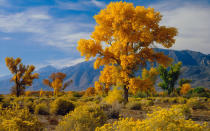 <p>Every year in California's Owens River Valley,Rabbitbrush and fall cottonwoods bloom in beautiful shades of yellow.</p>