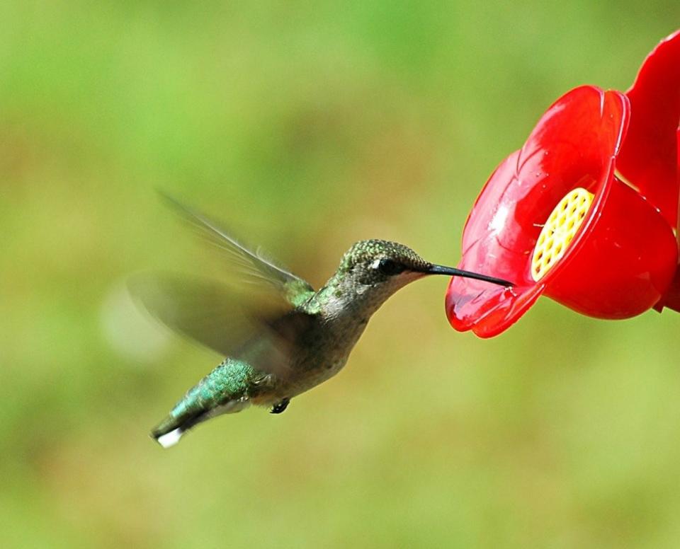 A ruby-throated hummingbird visits a local feeder.