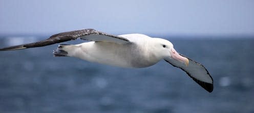   <span class="attribution"><a class="link " href="https://www.shutterstock.com/image-photo/flying-wandering-albatross-snowy-whitewinged-goonie-692981983" rel="nofollow noopener" target="_blank" data-ylk="slk:Reisegraf.ch/Shutterstock;elm:context_link;itc:0;sec:content-canvas">Reisegraf.ch/Shutterstock</a></span>