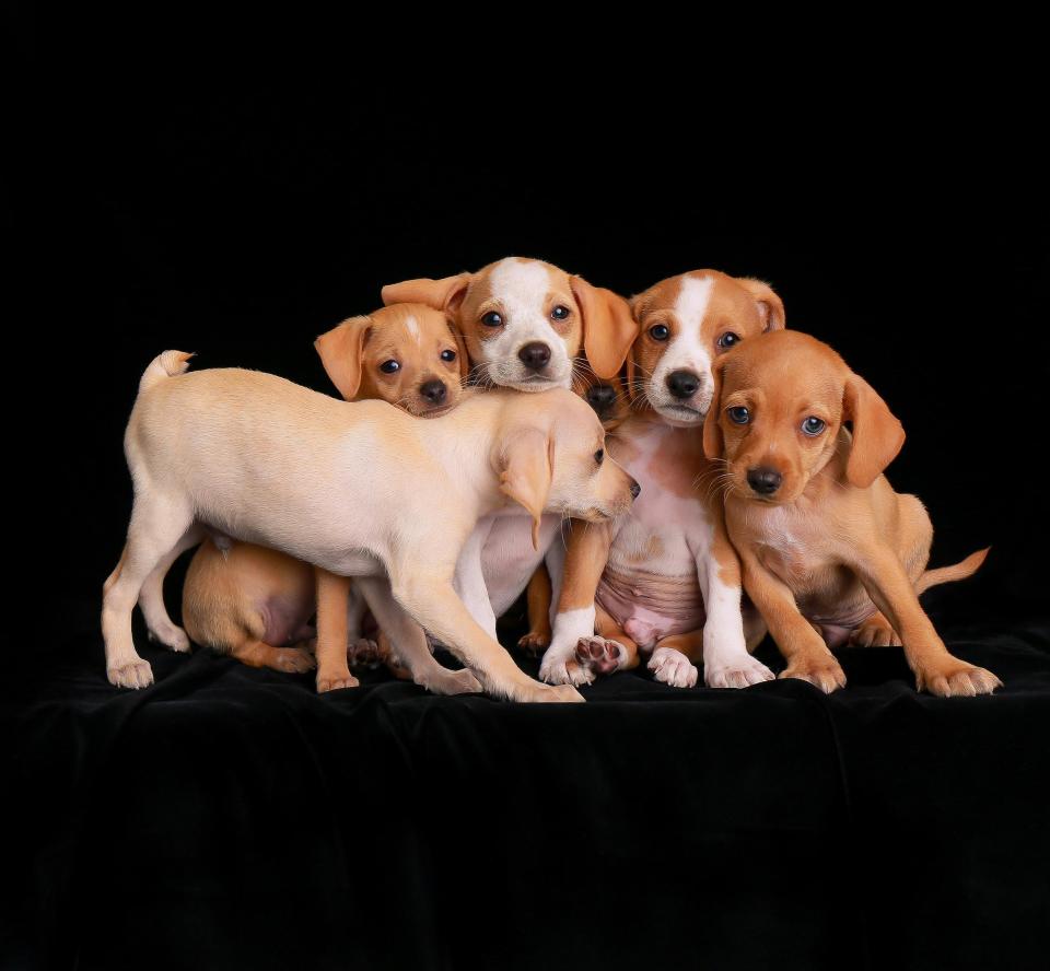 <strong>Second Place</strong><br />"Sticking Together"<br />Beagle mix puppies, U.S.