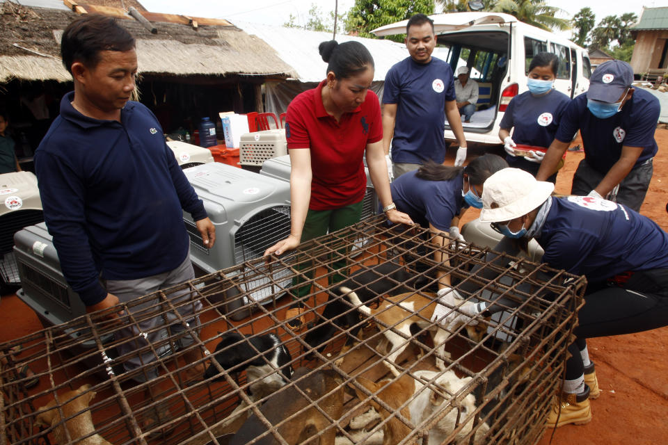 A couple of slaughterhouse Buth Pith, right, husband to Khath Hach, second from right, stands as they watching staff members of FOUR PAWS International, take out the dogs from a big cage at Chi Meakh village in Kampong Thom province north of Phnom Penh, Cambodia, Wednesday, Aug. 5, 2020. Animal rights activists in Cambodia have gained a small victory in their effort to end the trade in dog meat, convincing a canine slaughterhouse in one village to abandon the business. (AP Photo/Heng Sinith)