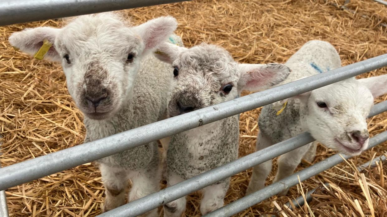 Chester House lambs