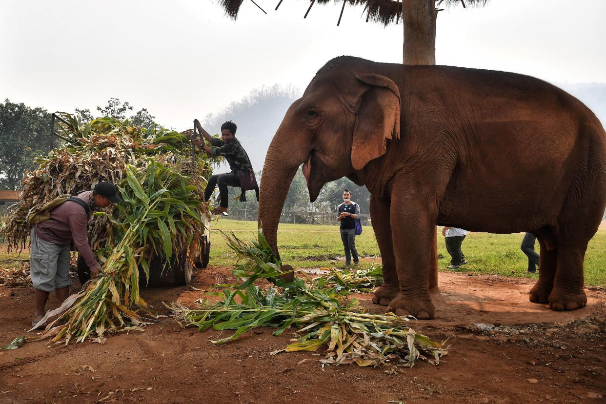 <p>Mahouts feed elephants rescued from the tourism and logging trade at the Elephant Nature Park in the northern Thai province of Chiang Mai </p> (AFP via Getty Images)