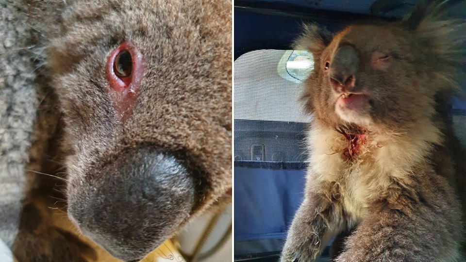 Clare, a koala injured in a bushfire in South Australia is recovering from an eye infection and a nasty wound on her neck. Source: Supplied/Southern Koala Rescue