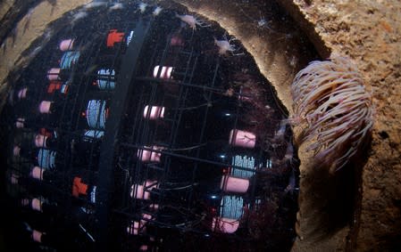 Bottles of wine are seen inside a cage on the sea bed at the bay of Plentzia